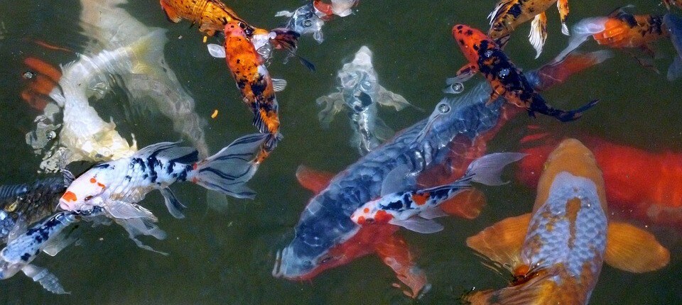 koi karpers in een vijver