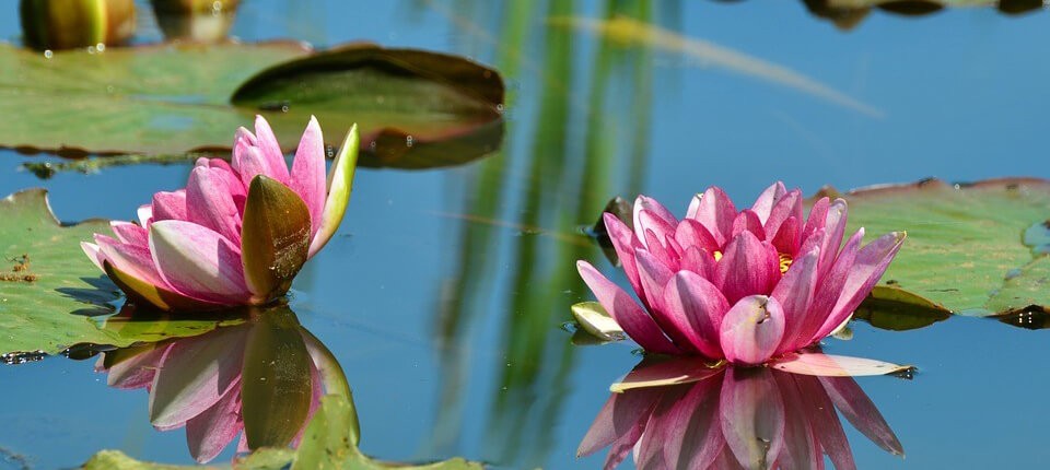 tuintips voor mei